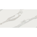 JEWELS CALACATTA REALE JW 02 60x120 - leštený povrch
